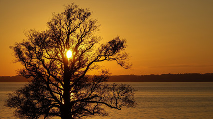 Silhouette of a big old oak at the lake in sunset.