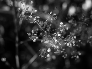 Dried plant in black and white