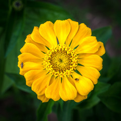 Yellow zinnia blossom in blurred green background