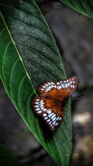 butterfly on flower