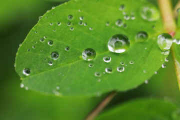 Fototapeta premium water drops from nature