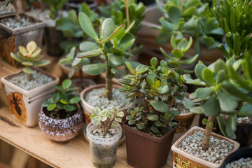Beautiful succulent plants at the pots. Spotted on the flower market.