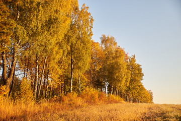 trees in autumn