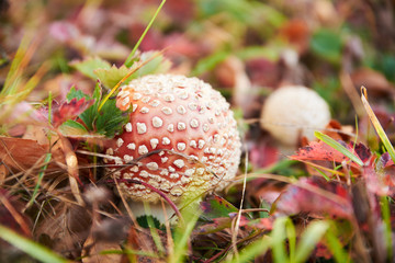 amanita