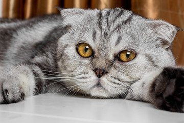 Lovable scottish fold cat.