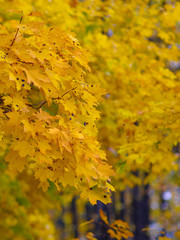 Yellow autumn maple leaves on a natural blurred background. Yellow autumn foliage.