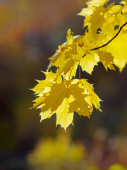 Yellow autumn maple leaves on a natural blurred background. Yellow autumn foliage.