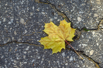 Yellow leaf of a tree on an asphalt walkway, closeup. Background.