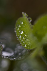 water drops from nature