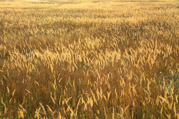 Autumn background.  The shining golden reeds & silver grass at sunset. 