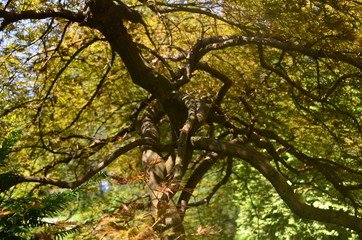 Obraz premium interlacing tree trunks