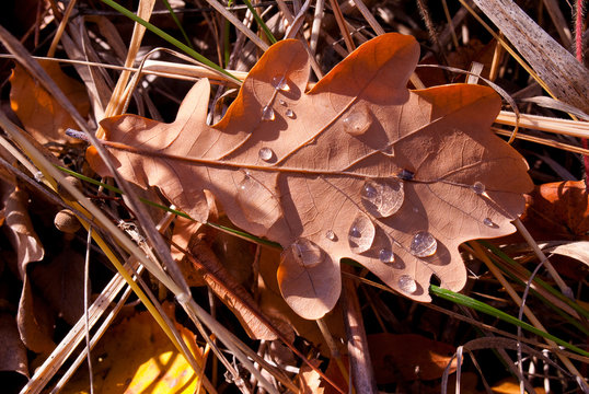 drops of dew on oak leaf