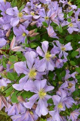lilac clematis purple flowers  in the garden