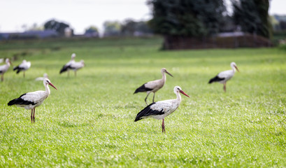 Obraz na płótnie Canvas Group of Ciconia storks fin a field in the Netherlands