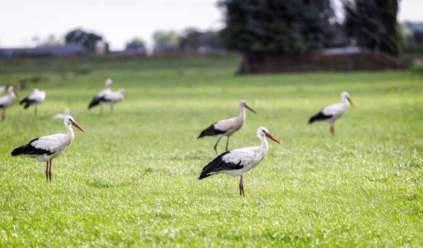 Group of Ciconia storks fin a field in the Netherlands