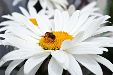 Fototapeta premium Bee close up on a daisy
