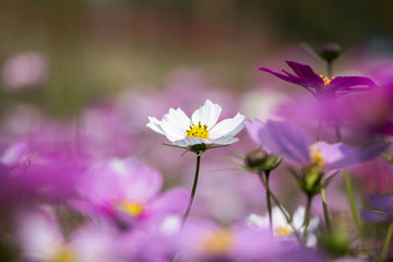 Beautiful Cosmos flowers blooming in the garden 