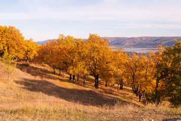 Naklejka premium golden oaks on the slope