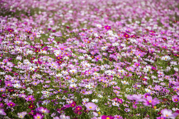 Beautiful Cosmos flowers blooming in the garden 