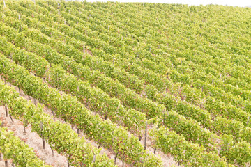 Weinberge/Weinreben im Rheingau (Luftaufnahme)