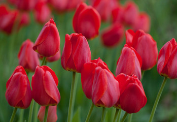Fototapeta premium bright scarlet closed tulips blooming in the park or in the garden