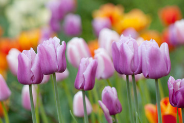 Obraz premium beautiful colorful tulips blooming in the spring field