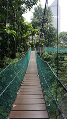 KL Eco Forest and its canopy walkway