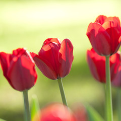 beautiful bright red tulips in a sunny spring garden