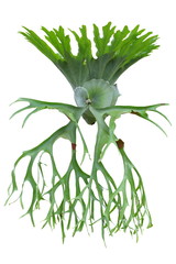 Forest staghorn fern Platycerium Holttumii isolated on white background