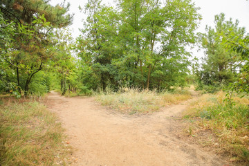 Fototapeta na wymiar View of crossways in forest
