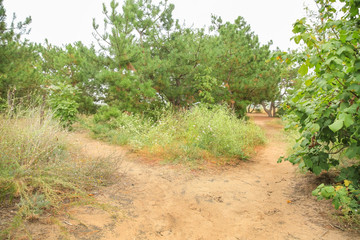 View of crossways in forest