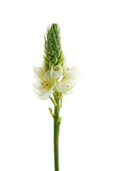 Beautiful flowers on white background