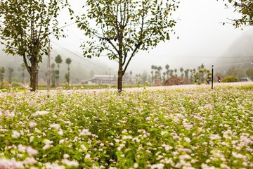 DONG VAN, HA GIANG, VIETNAM, October 13th, 2018: Hill of buckwheat flowers Ha Giang, Vietnam. Hagiang is a northernmost province in Vietnam
