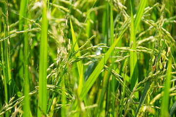 rice crops