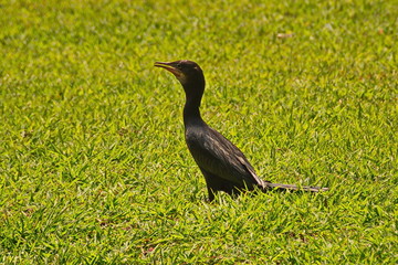 black egret