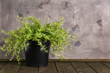 Green thyme plant in pot on wooden table