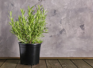 Green rosemary plant in pot on wooden table