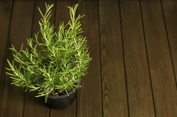 Green rosemary plant in pot on wooden table