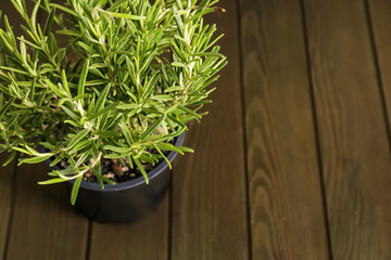 Green rosemary plant in pot on wooden table