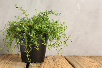 Green thyme plant in pot on wooden table