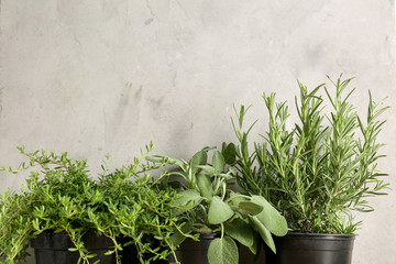 Pots with fresh aromatic herbs on grey background
