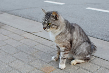 Naklejka na ściany i meble Mixed-breed gray striped domestic cat sitting on street profile view with copy space for text.