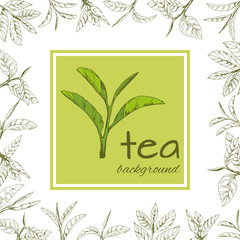 vector green tea leaves and branches, hand-drawn - 228260517