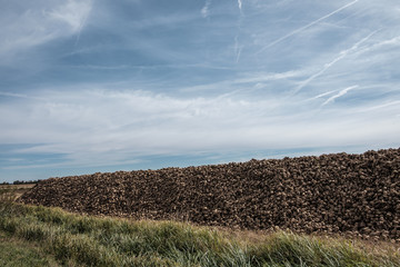 Zuckerrüben (Beta vulgaris) geerntet