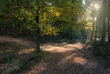 Herbstwald im Gegenlicht