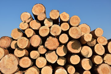Freshly cut pine tree logs