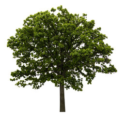 Fresh and bright natural big and tall green  leave of tree with branches on isolate white background.