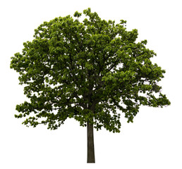 Obraz premium Fresh and bright natural big and tall green leave of tree with branches on isolate white background.