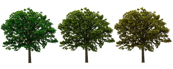Collection of fresh and bright natural big and tall green  leave of tree with branches on isolate white background.