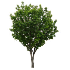 Fresh and bright natural big and tall green  leave of tree with branches on isolate white background for mock and decorate craft or art about architecture and environmental.